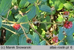 Rubus limitaneus (jeżyna pomorska)