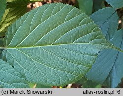 Rubus limitaneus (jeżyna pomorska)