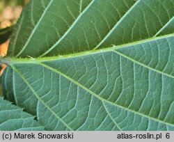 Rubus limitaneus (jeżyna pomorska)