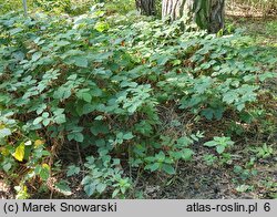 Rubus capitulatus (jeżyna główkowata)