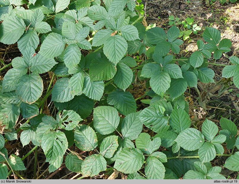 Rubus capitulatus (jeżyna główkowata)