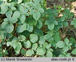 Rubus capitulatus (jeżyna główkowata)