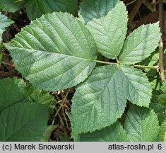 Rubus capitulatus (jeżyna główkowata)