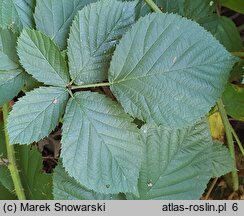 Rubus capitulatus (jeżyna główkowata)