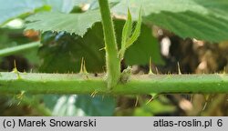 Rubus capitulatus (jeżyna główkowata)