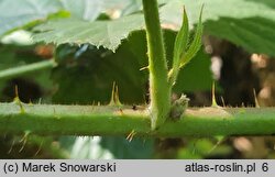 Rubus capitulatus (jeżyna główkowata)