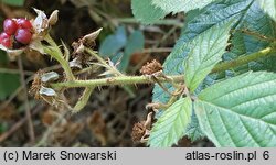 Rubus capitulatus (jeżyna główkowata)