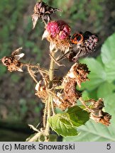 Rubus capitulatus (jeżyna główkowata)