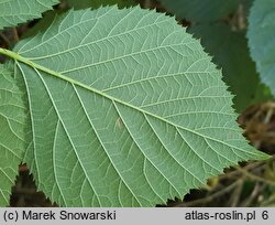 Rubus capitulatus (jeżyna główkowata)