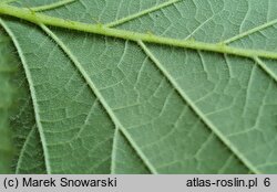 Rubus capitulatus (jeżyna główkowata)