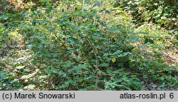 Rubus ortostachys (jeżyna prostokwiatostanowa)