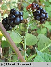 Rubus ortostachys (jeżyna prostokwiatostanowa)