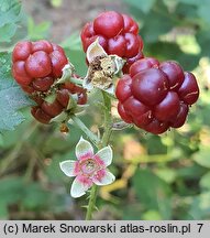 Rubus ortostachys (jeżyna prostokwiatostanowa)