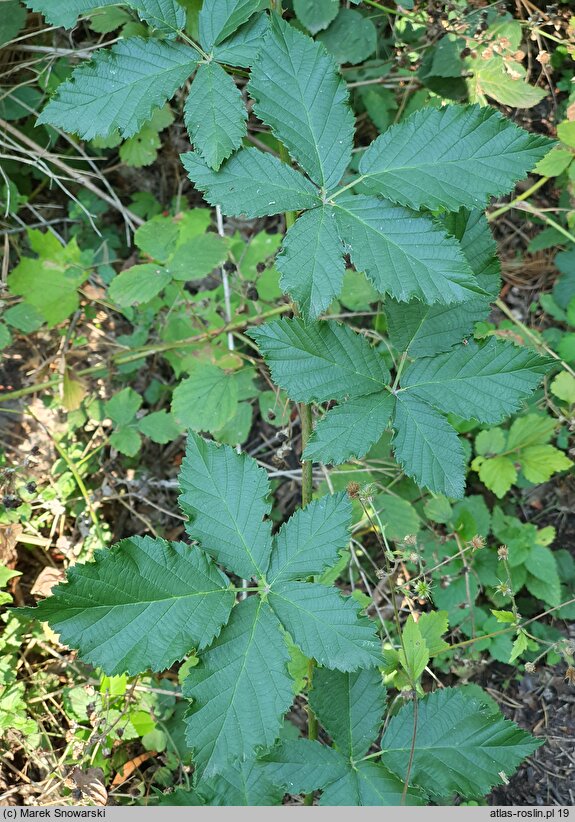 Rubus ortostachys (jeżyna prostokwiatostanowa)