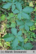 Rubus orthostachys (jeżyna prostokwiatostanowa)