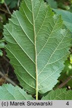 Rubus ortostachys (jeżyna prostokwiatostanowa)