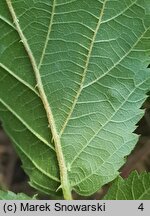 Rubus ortostachys (jeżyna prostokwiatostanowa)