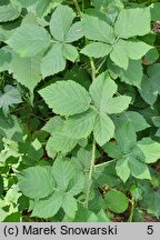 Rubus wahlbergii (jeżyna Wahlberga)