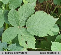 Rubus wahlbergii (jeżyna Wahlberga)