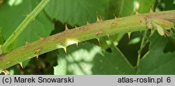 Rubus wahlbergii (jeżyna Wahlberga)