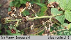 Rubus wahlbergii (jeżyna Wahlberga)