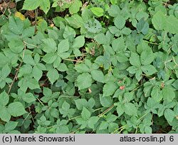 Rubus wahlbergii (jeżyna Wahlberga)