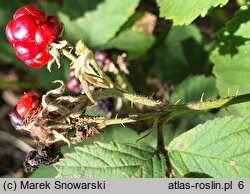 Rubus mollis (jeżyna szarolistna)