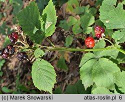 Rubus mollis (jeżyna szarolistna)