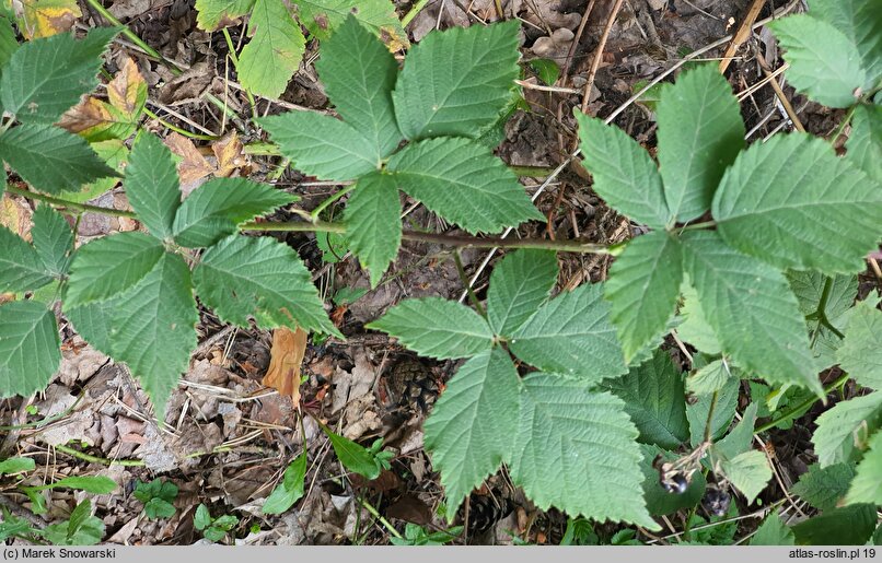 Rubus mollis (jeżyna szarolistna)