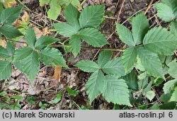 Rubus mollis (jeżyna szarolistna)