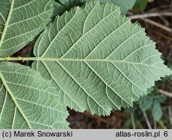 Rubus mollis (jeżyna szarolistna)