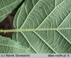 Rubus mollis (jeżyna szarolistna)