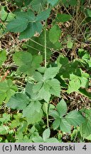 Rubus nemorosus (jeżyna zaroślowa)