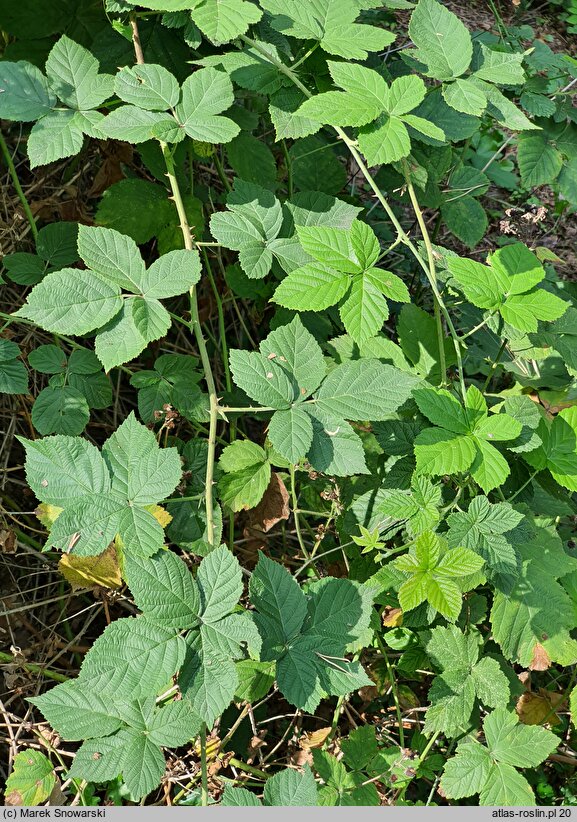 Rubus nemorosus (jeżyna zaroślowa)