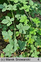 Rubus nemorosus (jeżyna zaroślowa)