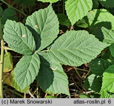 Rubus nemorosus (jeżyna zaroślowa)