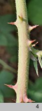 Rubus nemorosus (jeżyna zaroślowa)