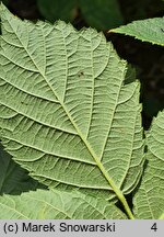 Rubus nemorosus (jeżyna zaroślowa)