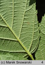 Rubus nemorosus (jeżyna zaroślowa)