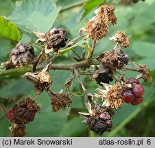 Rubus nemorosus (jeżyna zaroślowa)