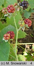 Rubus nemorosus (jeżyna zaroślowa)