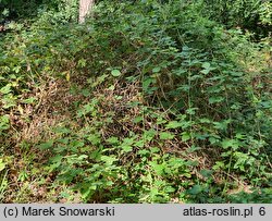 Rubus nemorosus (jeżyna zaroślowa)