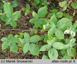 Rubus lamprocaulos (jeżyna skąpokwiatowa)