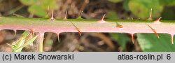 Rubus lamprocaulos (jeżyna skąpokwiatowa)