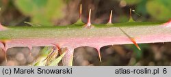 Rubus lamprocaulos (jeżyna skąpokwiatowa)