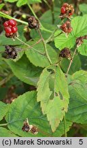 Rubus lamprocaulos (jeżyna skąpokwiatowa)