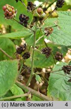 Rubus lamprocaulos (jeżyna skąpokwiatowa)