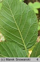 Rubus lamprocaulos (jeżyna skąpokwiatowa)