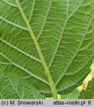 Rubus lamprocaulos (jeżyna skąpokwiatowa)