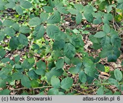 Rubus opacus (jeżyna ponura)